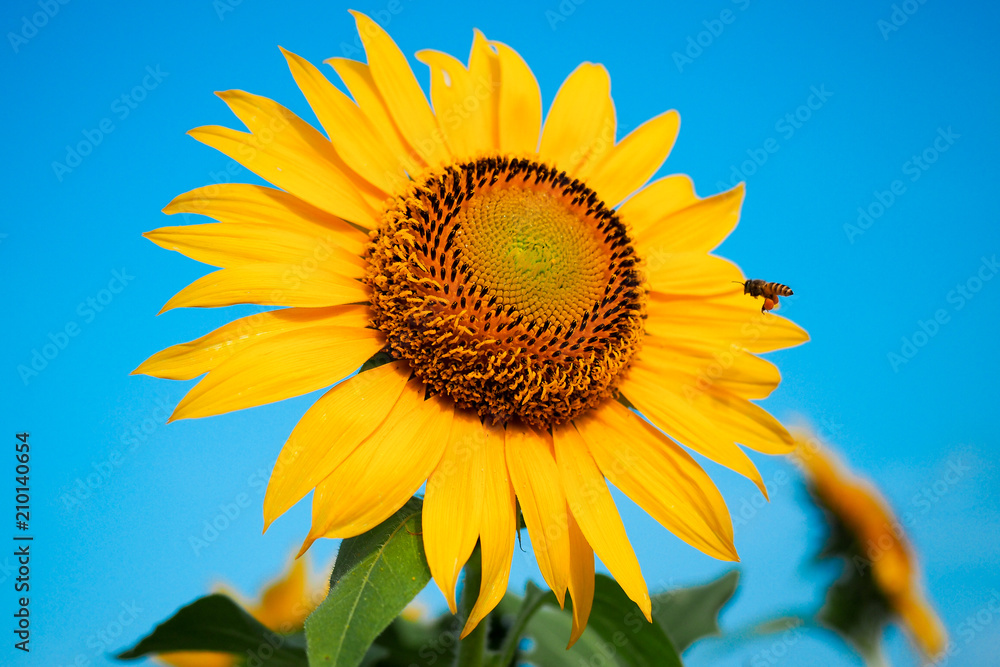 HONEY BEE AND SUNFLOWER HONEY BEE AND SUNFLOWER