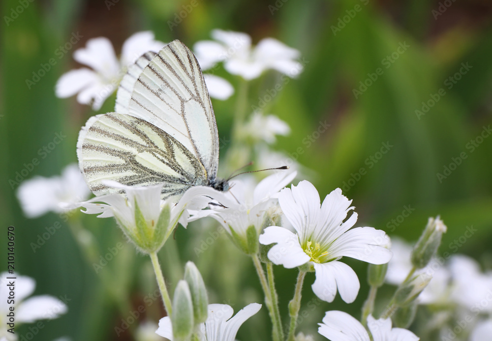 Beautiful butterfly on blossoming flower outdoors Beautiful butterfly on blossoming flower outdoors