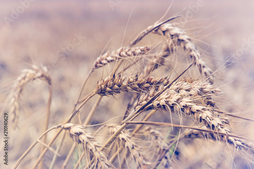 Wheat background.