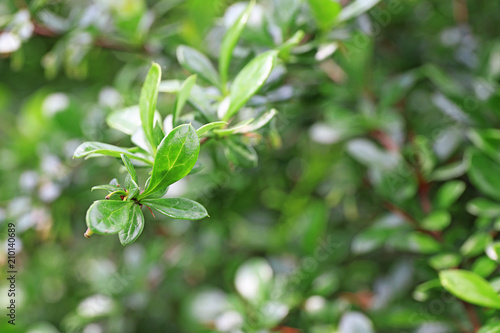 Branch of bush with green leaves on spring day outdoors