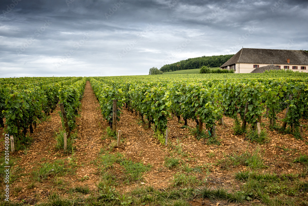 Burgundy vineyards near Corton. France.