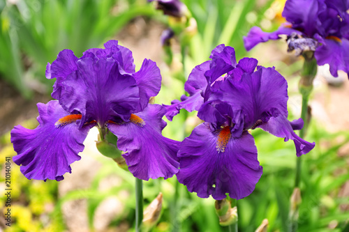 Beautiful blossoming irises on spring day outdoors