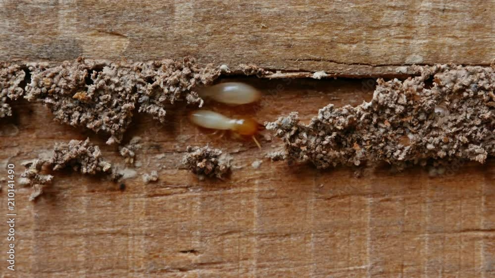 4k Close up shot, macro white ants or termites on decomposing wood. As an enemy of wooden houses as well.
4k Close up shot, macro white ants or termites on decomposing wood. As an enemy of wooden houses as well.
