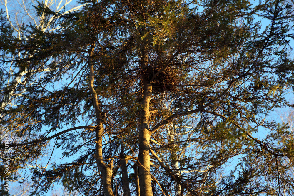 Fototapeta premium макушка сосны