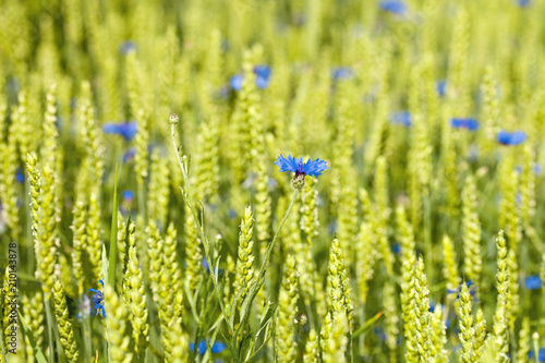 Closeup of a Single Cornflowers in a Field.