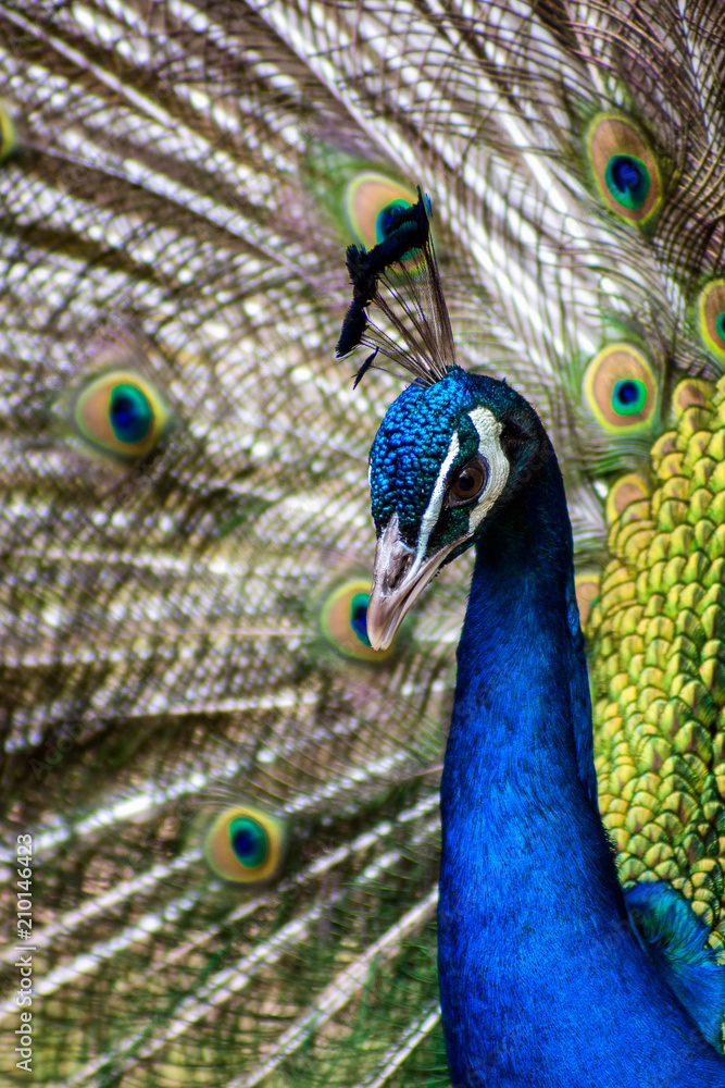 Obraz premium Peacock Portrait