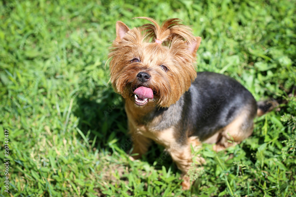 Cute funny dog in park on sunny day Cute funny dog in park on sunny day