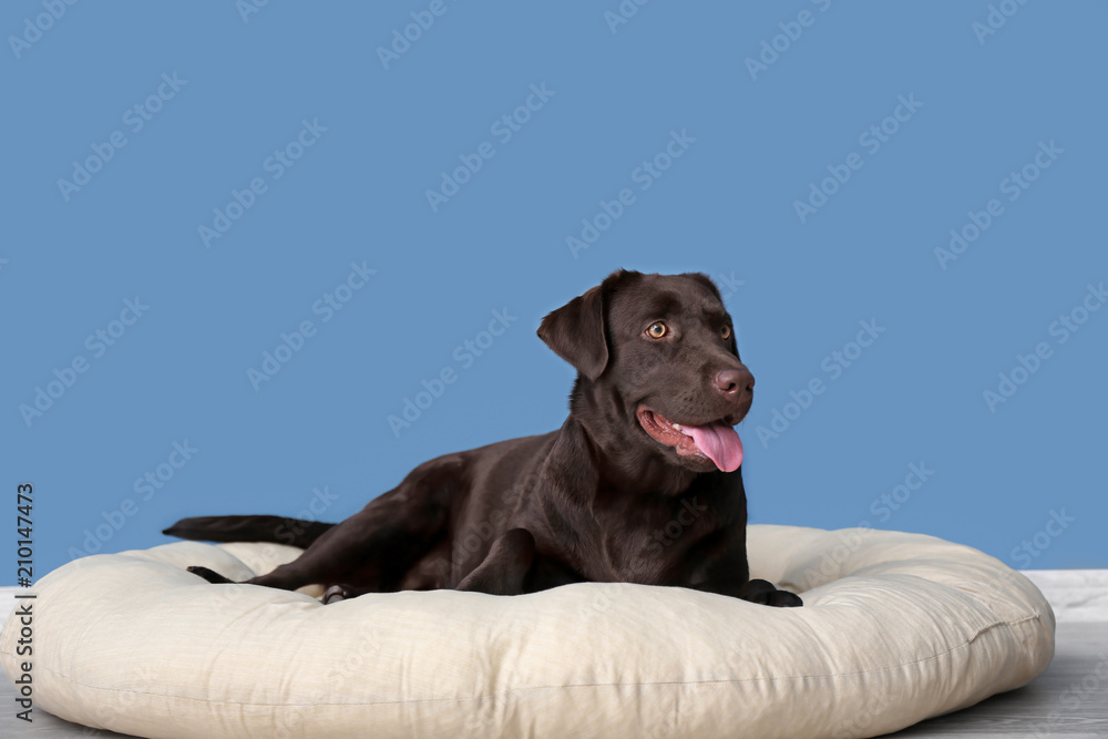 Cute funny dog lying on cushion at home Cute funny dog lying on cushion at home