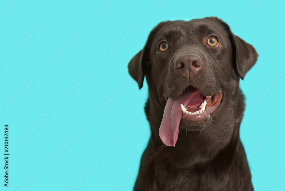 Cute funny dog on color background Cute funny dog on color background