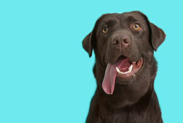 Cute funny dog on color background