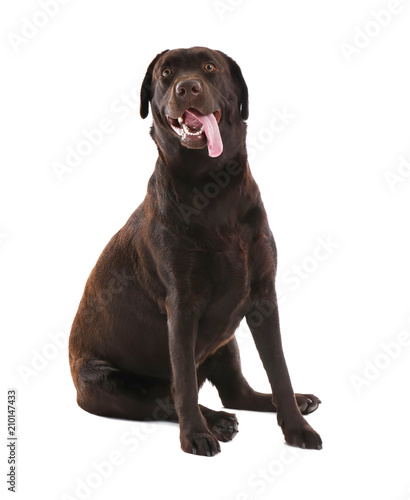 Cute funny dog on white background