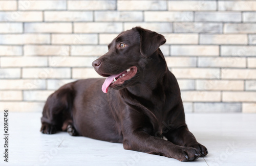 Cute funny dog against brick wall