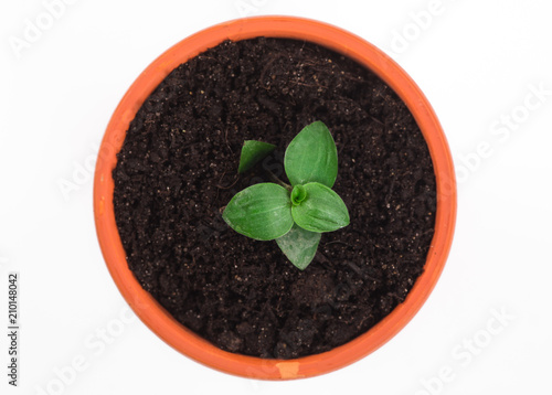 small plant sprout in a pot on a white background