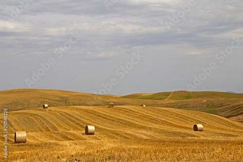 Campo di grano, Toscana