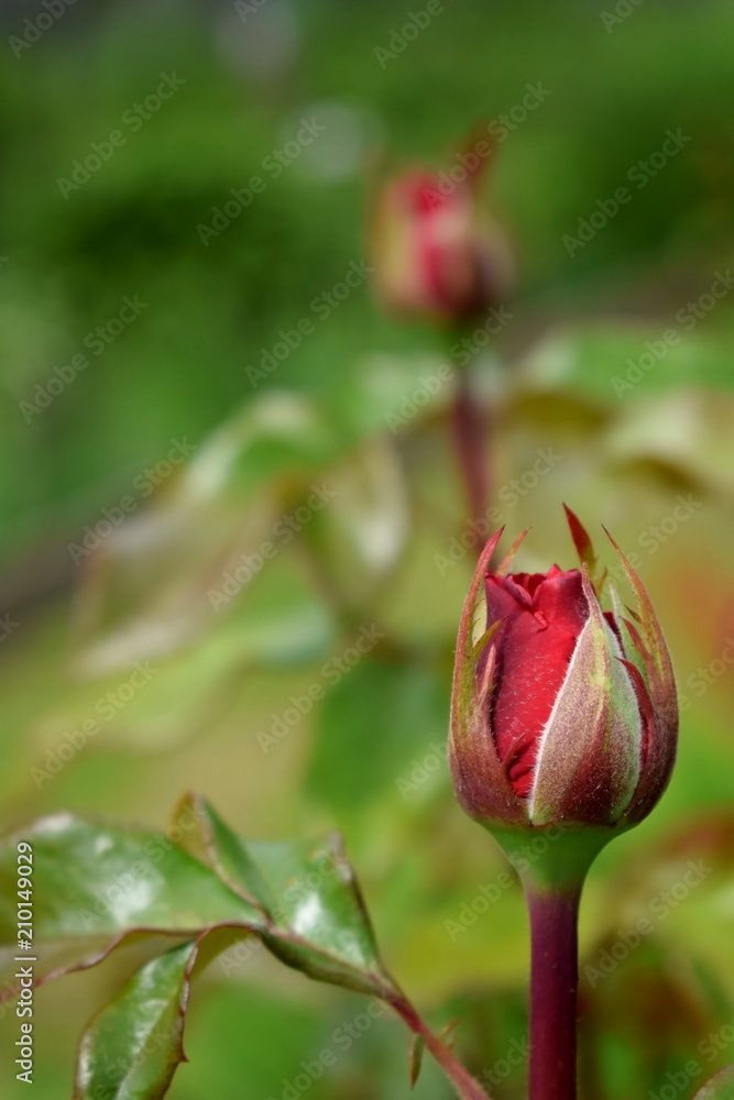 A bud of red rose in a garden on a sunny day A bud of red rose in a garden on a sunny day
