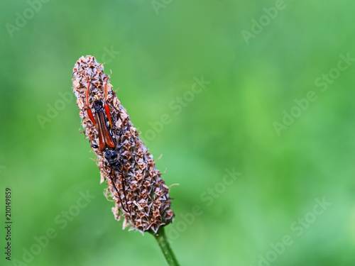 Stenopterus ater beetle, on grass seed head.