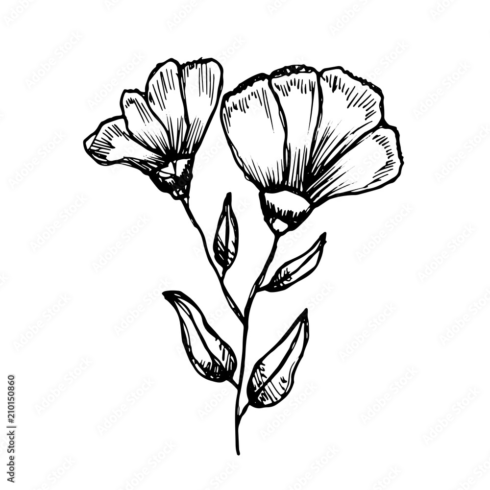 Fototapeta premium flowers sketch vector. isolated on white background