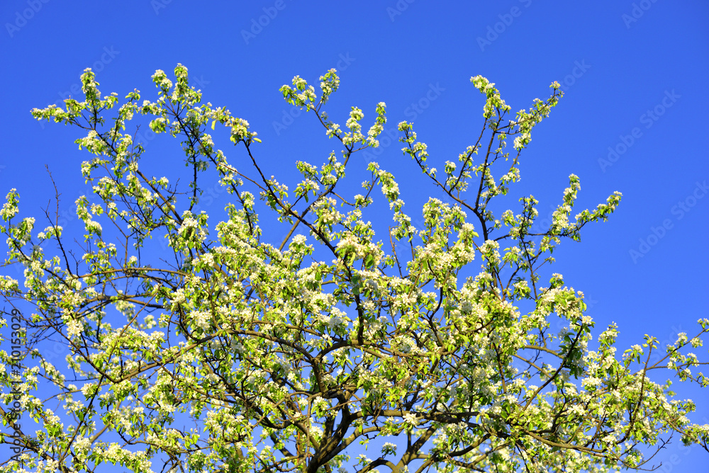 Blossoming apple tree.