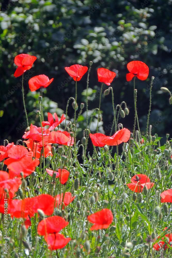 Obraz premium maki w polu