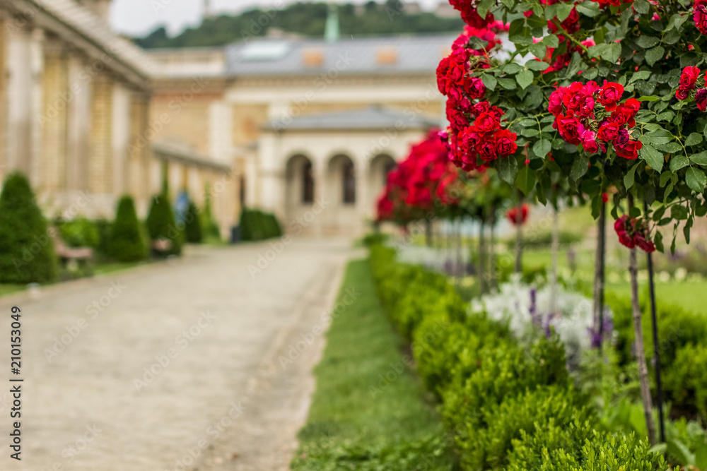 red flowers in garden space of unfocused old medieval palace