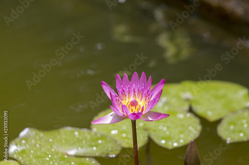 Purple lotus flower  Nymphaea Capensis 