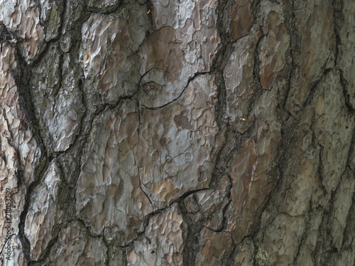Fototapeta Naklejka Na Ścianę i Meble -  background of the bark of a pine tree. 