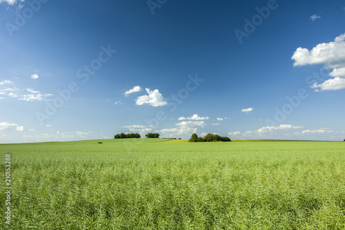 Large green field and blue sky