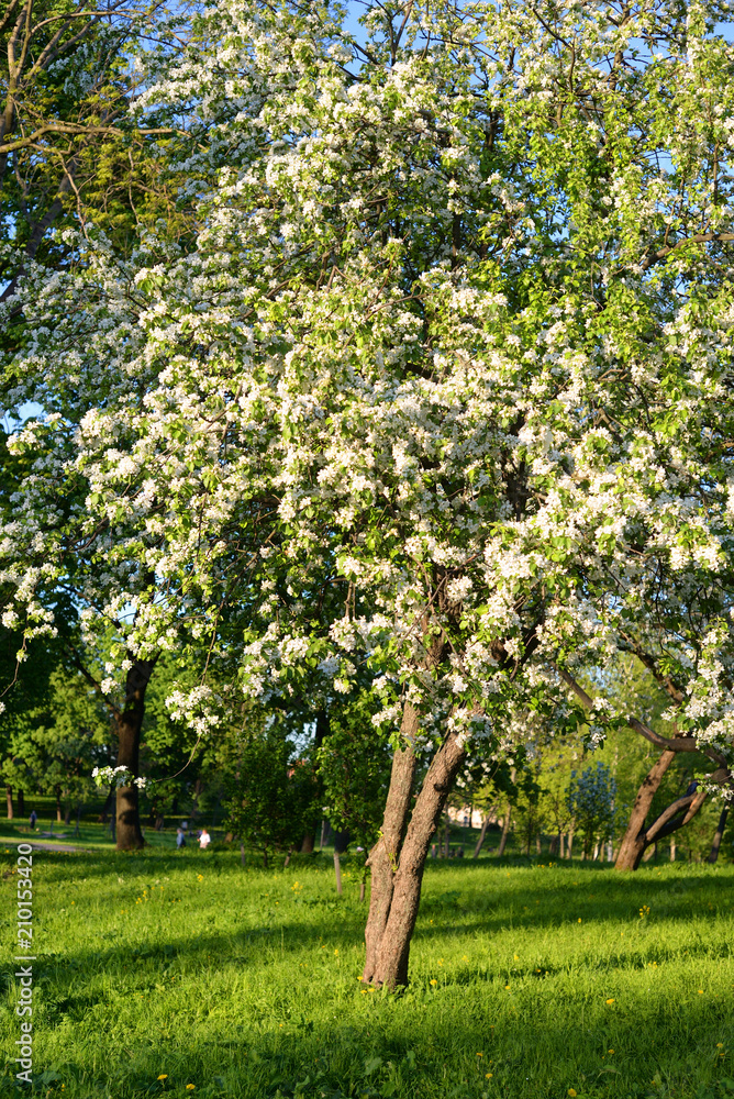 Blooming apple orchard.