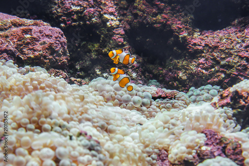 Seeanemonen
