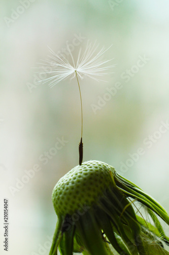Fototapeta Naklejka Na Ścianę i Meble -  Close up of grown dandelion and dandelion seeds isolated on white background