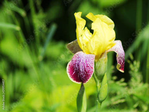 Fototapeta Naklejka Na Ścianę i Meble -  Close up of purple Japanese iris flowers