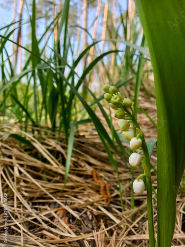 Lilies of the valley in nature  in the forest.