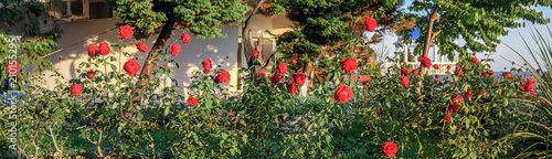 Flowering red roses in the park of Sochi. Russia.