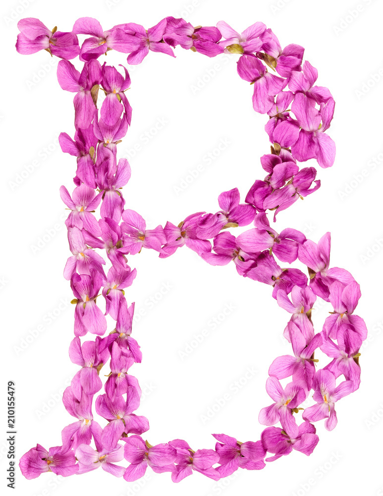 Letter B from alphabet, from flowers of violet, isolated on white background