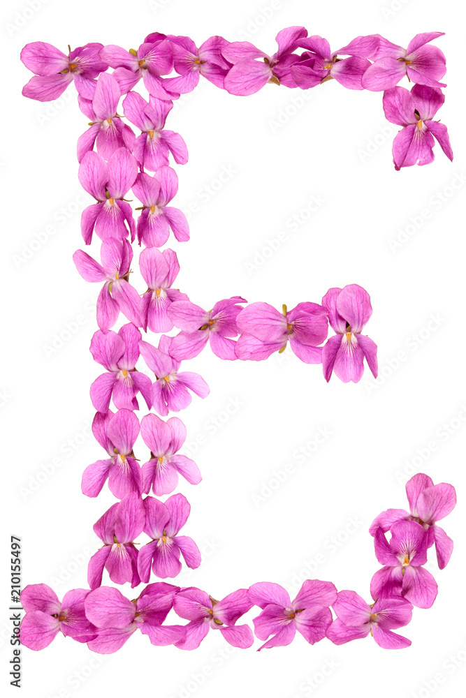 Letter E from alphabet, from flowers of violet, isolated on white background