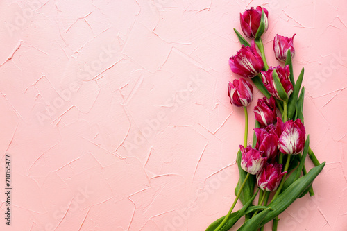Beautiful tulips on color background