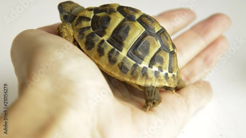 Baby land turtles crawling  on hands