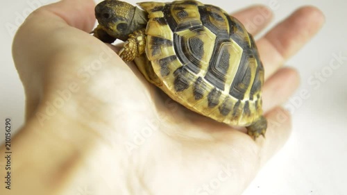 Baby land turtles crawling  on hands