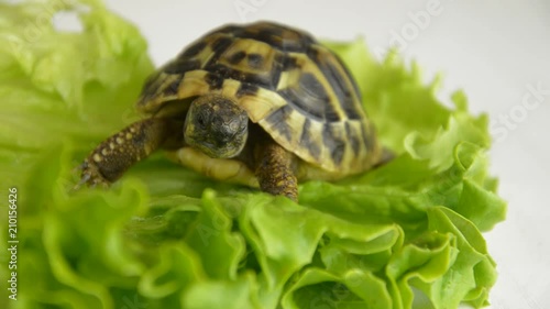 Small turtle on a sheet of salad
