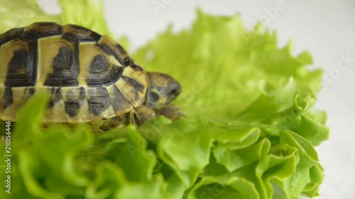 Small turtle on a sheet of salad