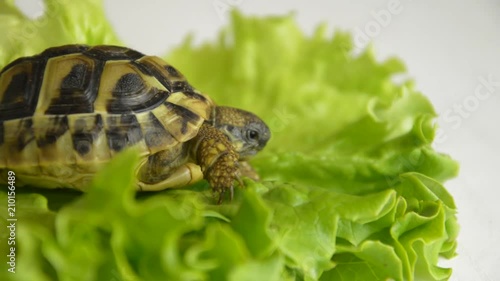 Small turtle on a sheet of salad