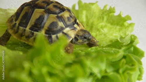 Small turtle on a sheet of salad