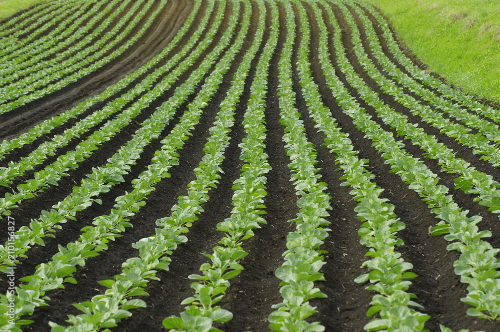 Field of cabbage 2018 A Field of cabbage 2018 A