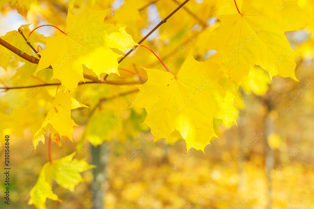 Branch of an autumn maple in the wood Branch of an autumn maple in the wood