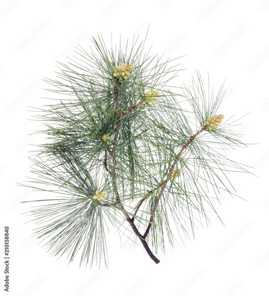 Swiss stone pine