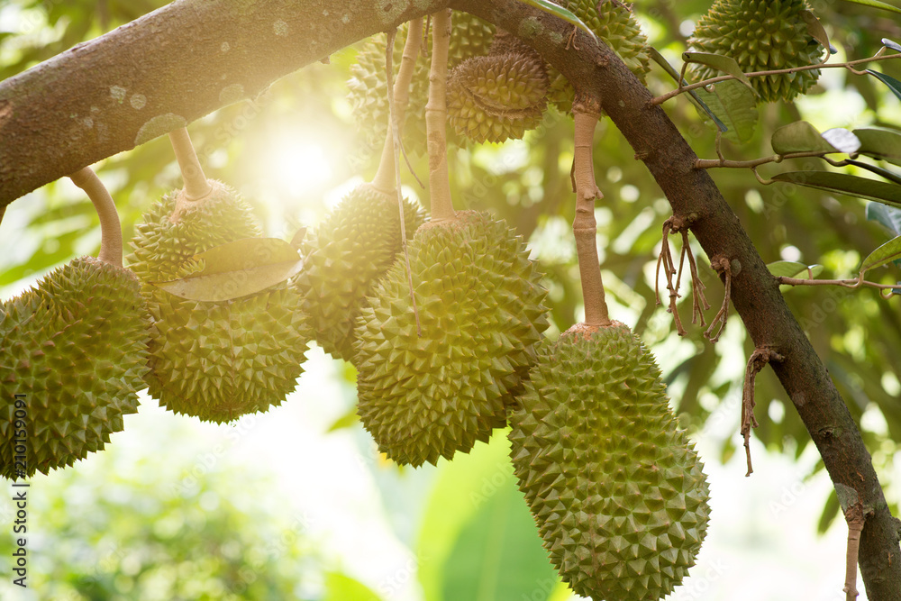 Durian tree in farm. Durian tree in farm.