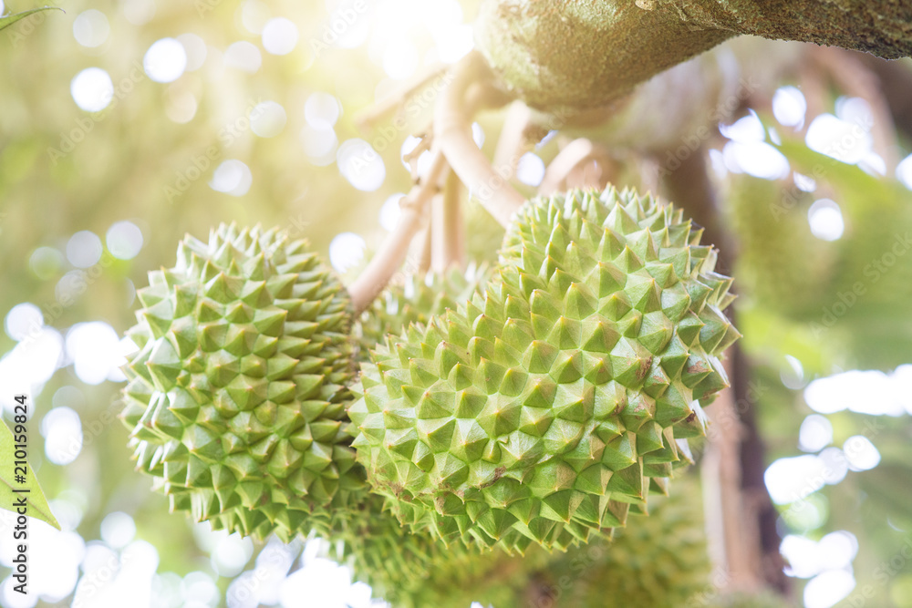 Close up durian tree Close up durian tree