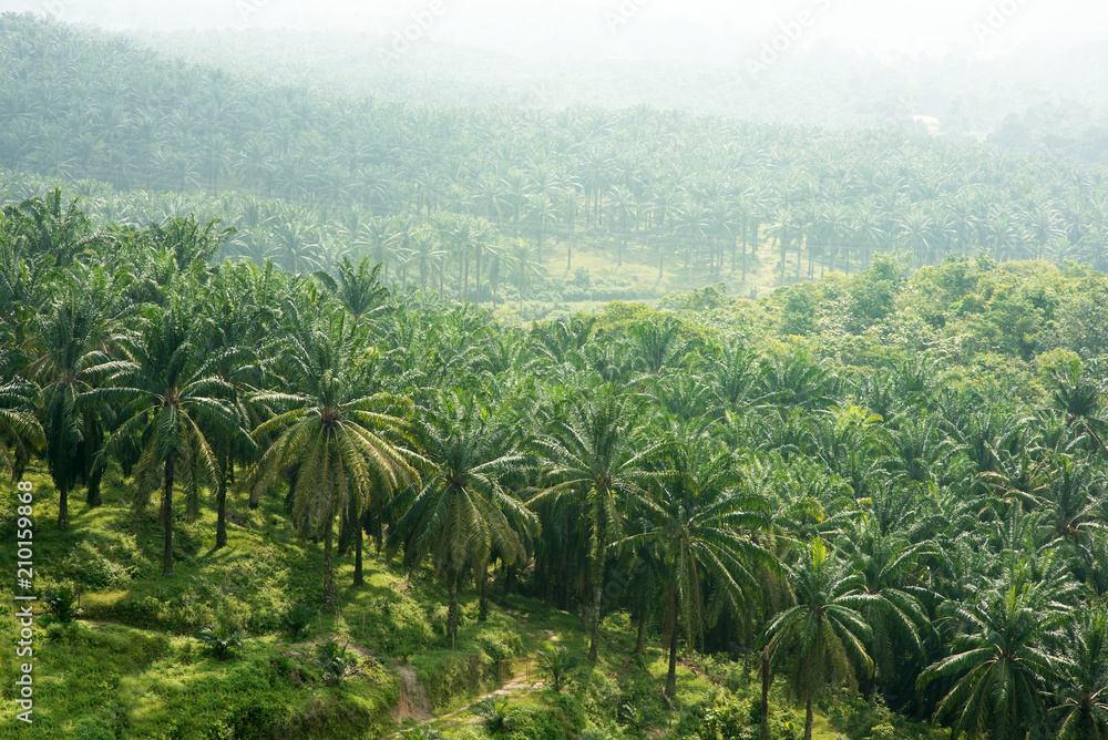 Fototapeta premium Palm oil estate