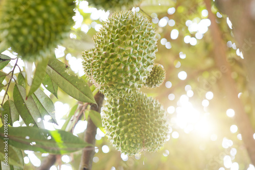 Foto Musang king durian close up