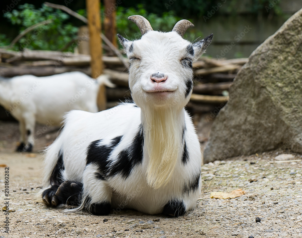 White goat in his loafing shed, Hellabrunn Zoo Munich White goat in his loafing shed, Hellabrunn Zoo Munich